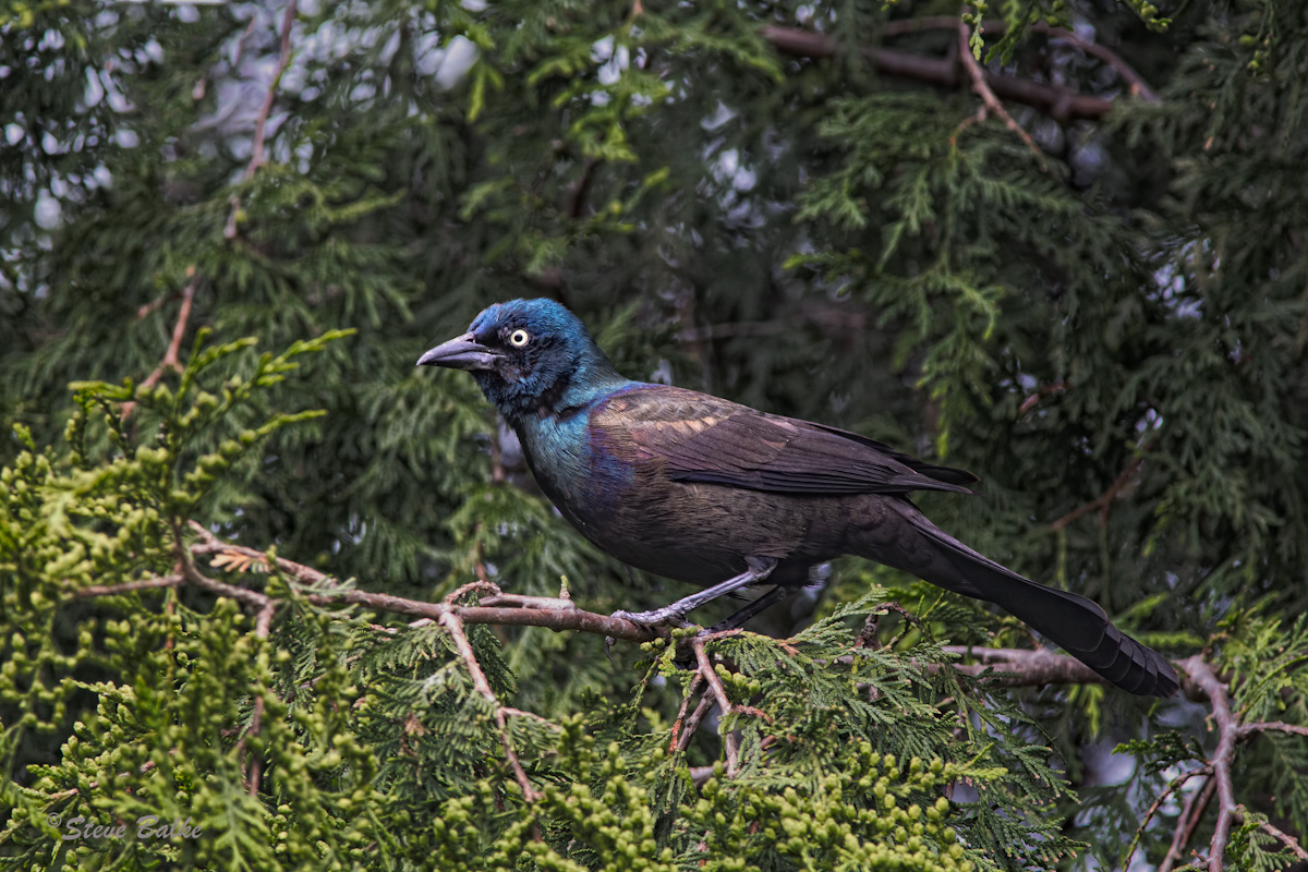 Common Grackle