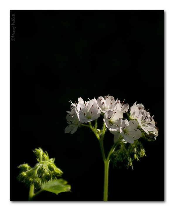 Bloom/Un-bloom