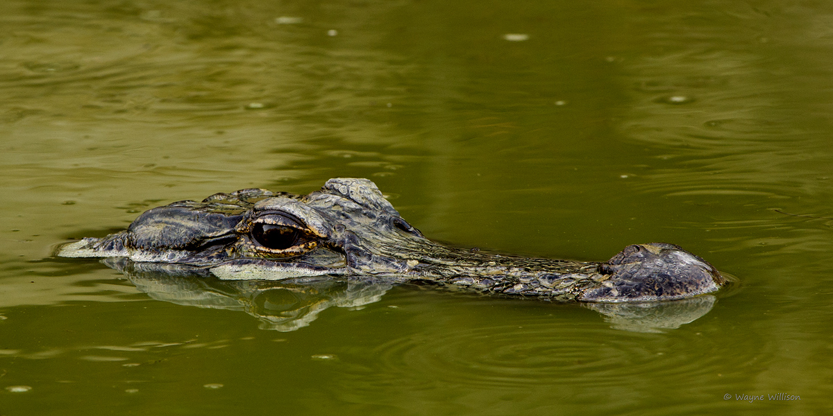 Sleepy Gator