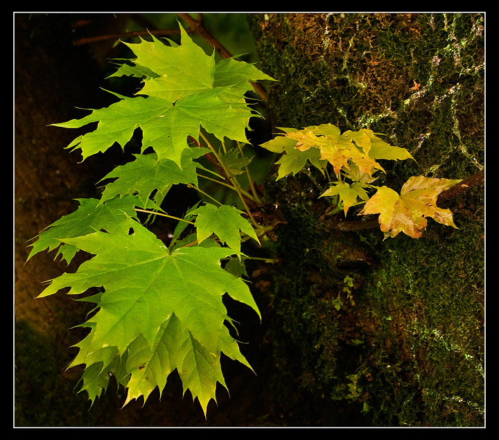 Leafs on Tree Trunk