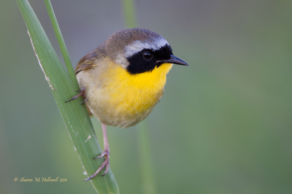Yellowthroat