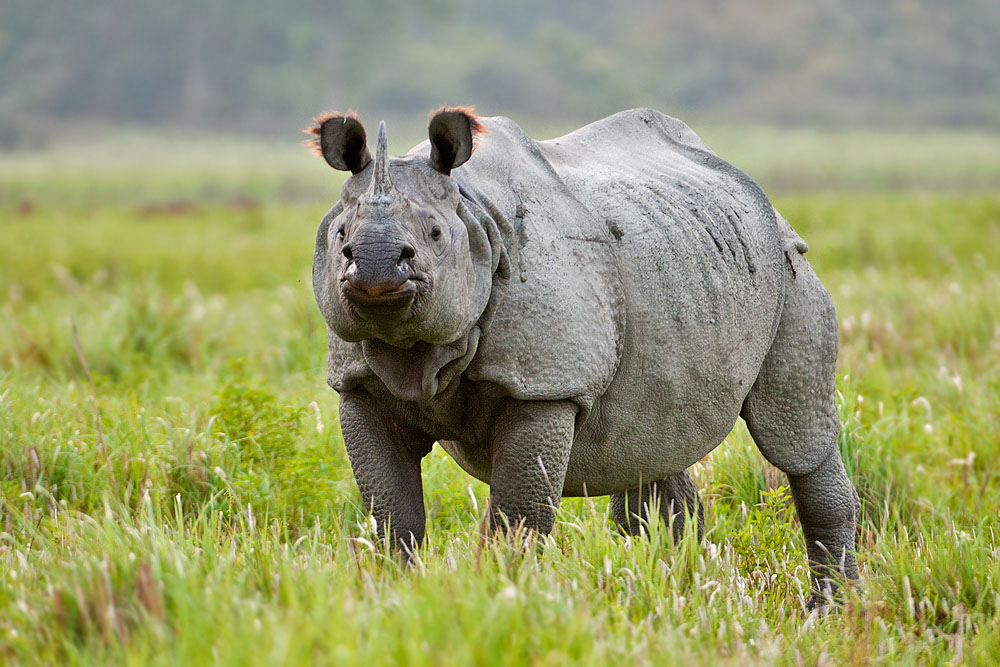 Great One Horned Rhino
