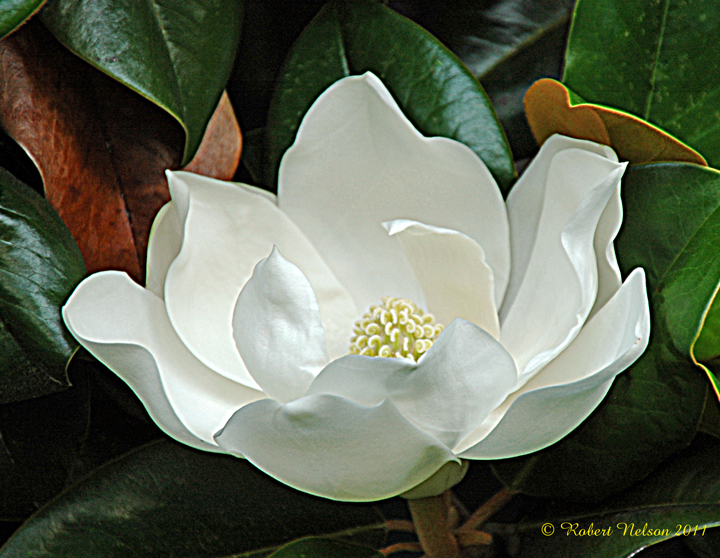 June Magnolia
