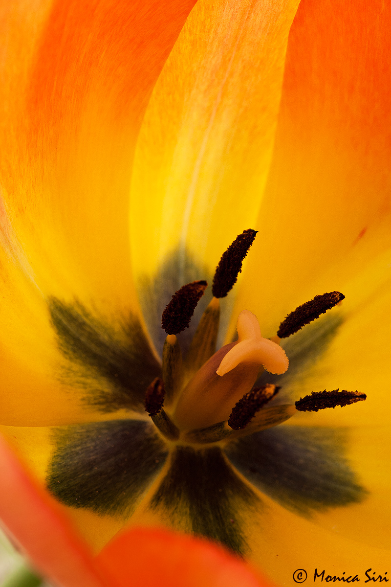 Tulip + Repost