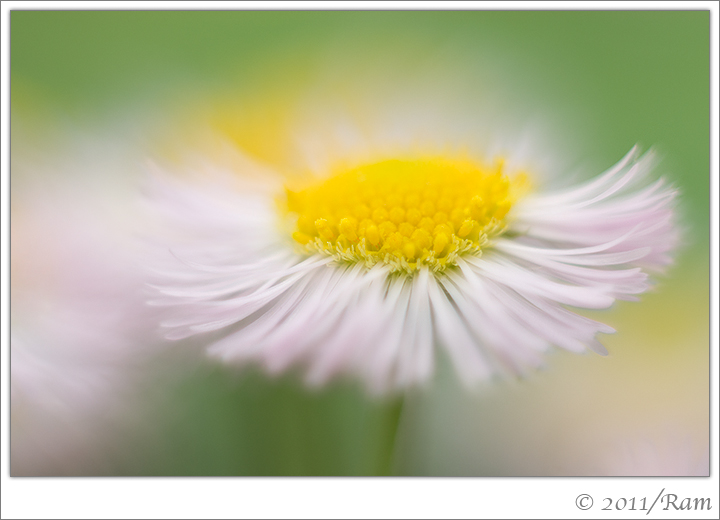 Daisy Weed
