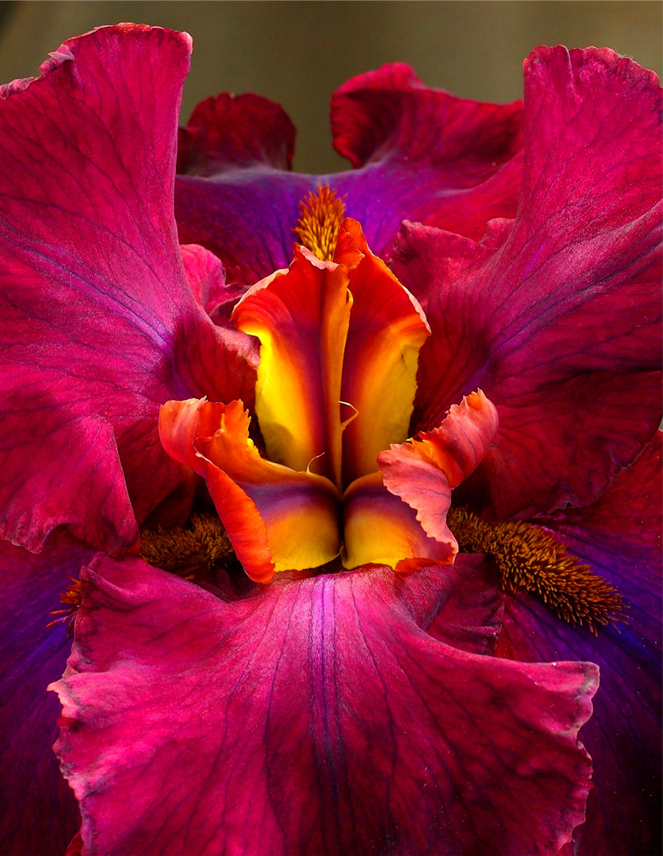 Iris innards