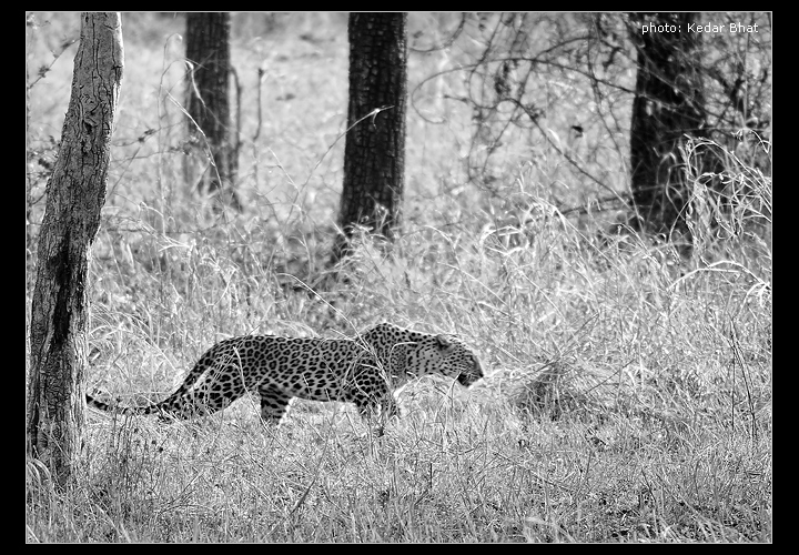 Leopard in Tadoba