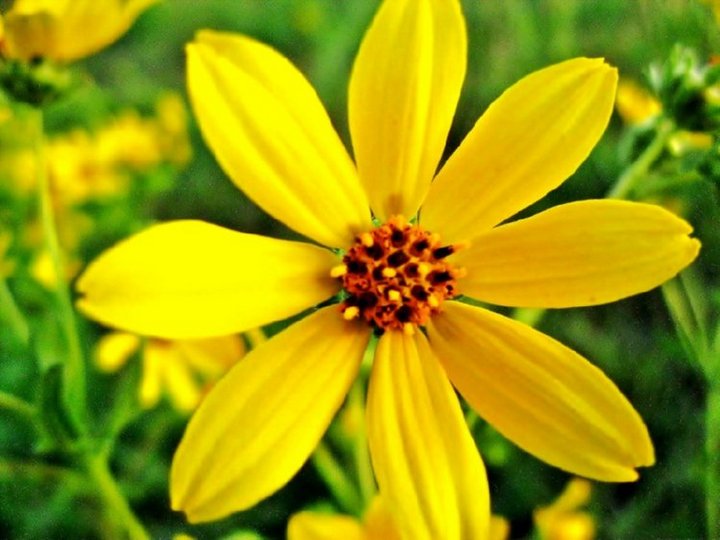 Golden Daisy
