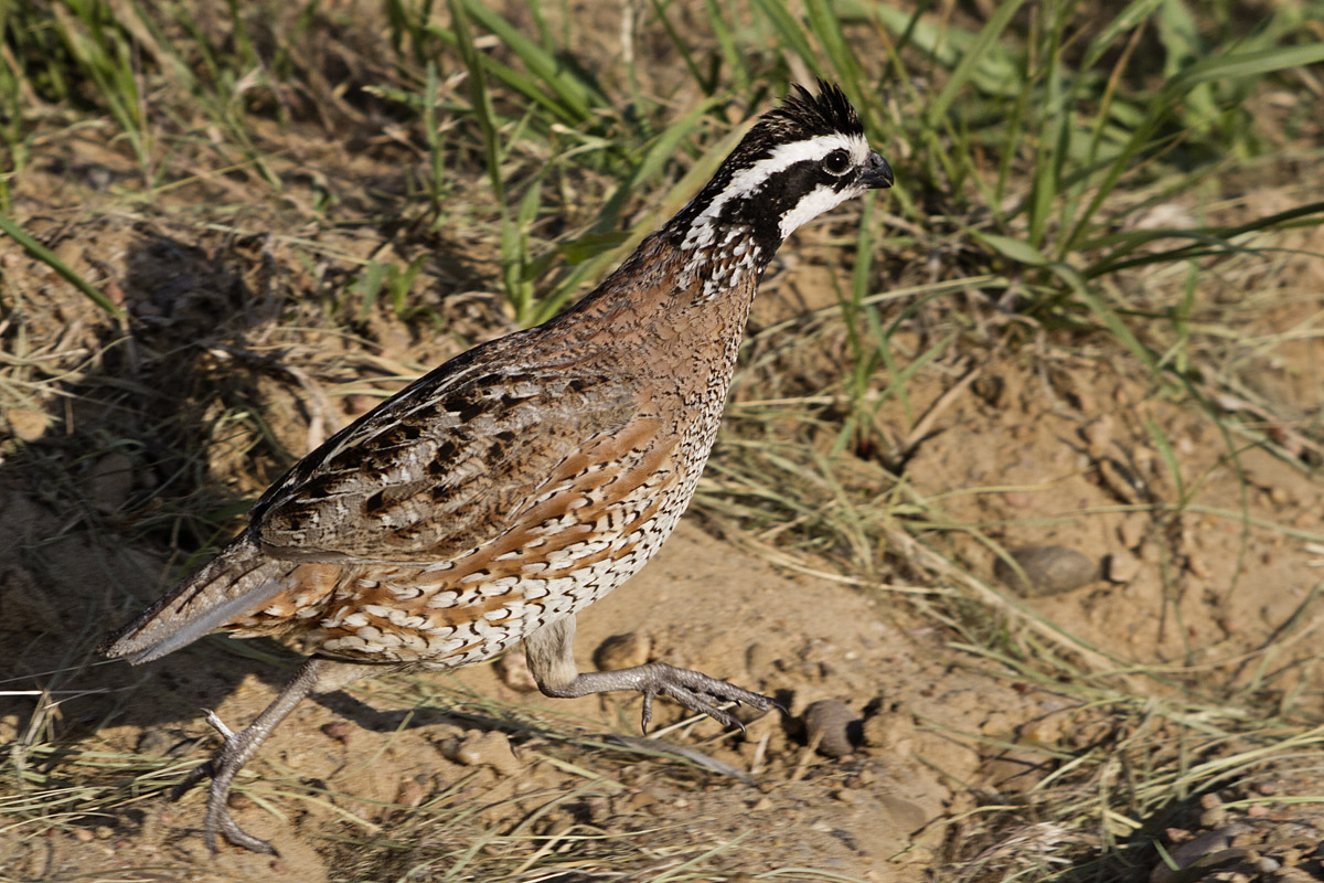 Bobwhite - running