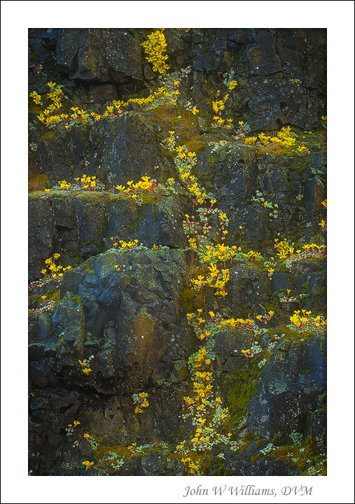 Stonecrop Trails