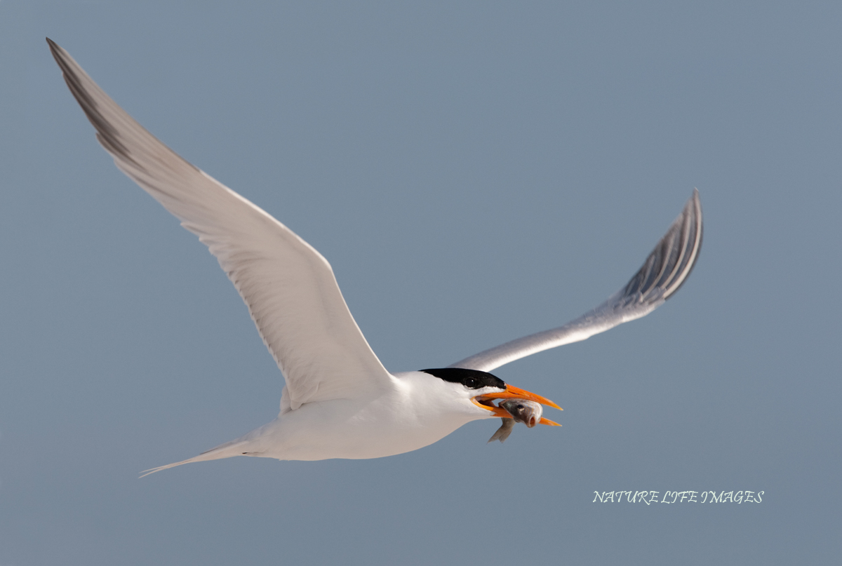 Flying Fish