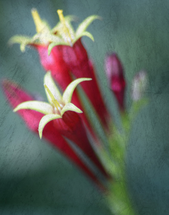 Indian Pinks