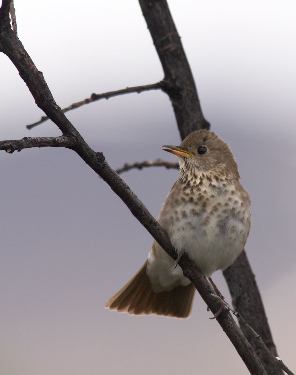 Gray-cheeked Thrush