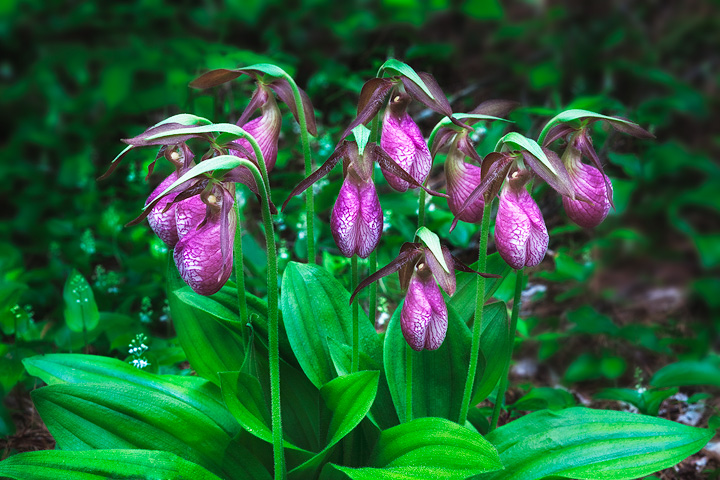 Acaule splendor