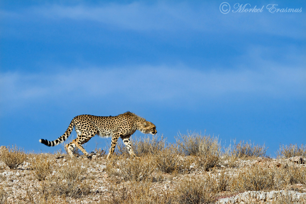 Cheetah on the ridge
