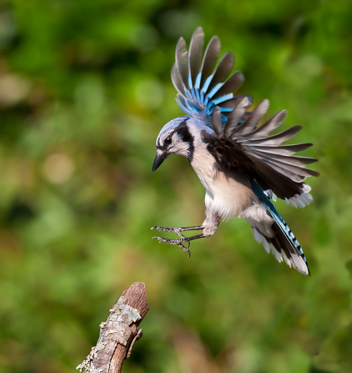 Landing Blue Jay