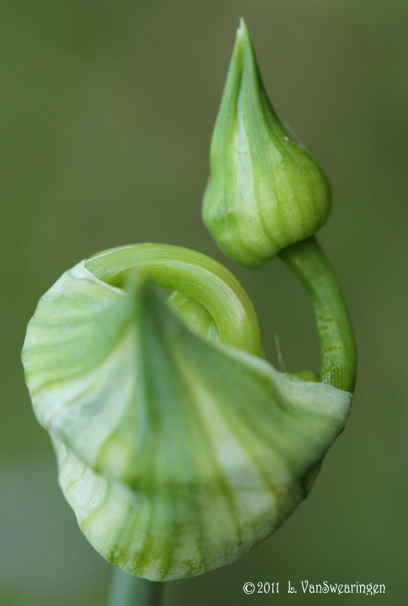 Onion magic