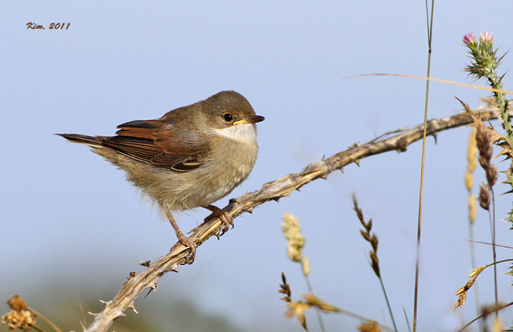 Whitethroat