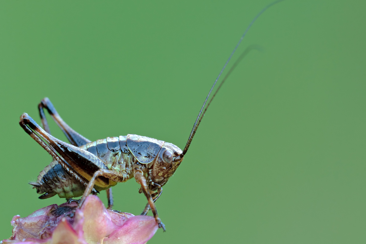Dark Bush Cricket 