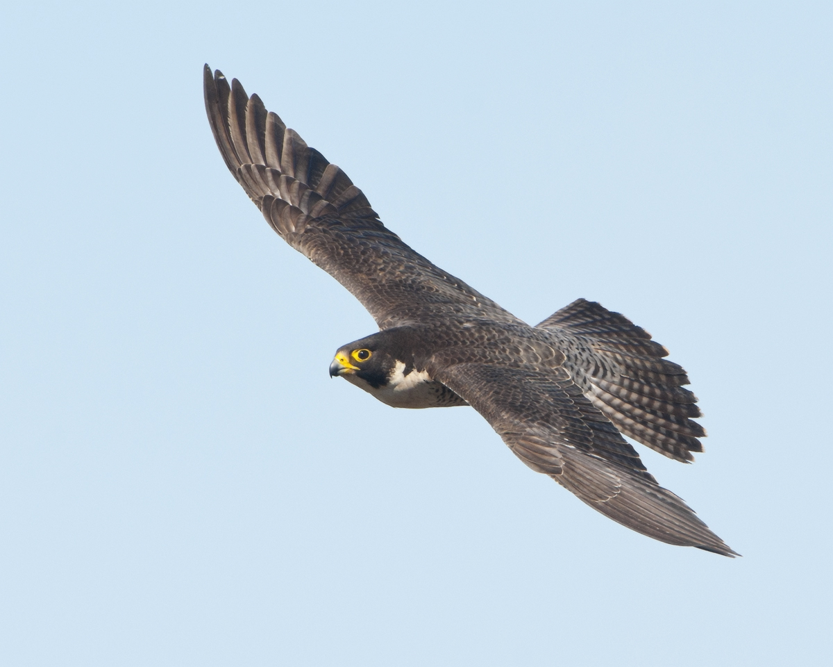 Peregrine Falcon