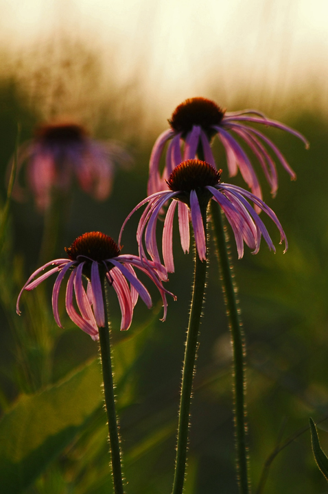 evening purple
