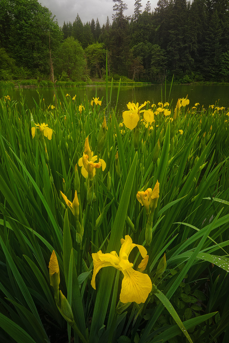 Seeing [now less] Yellow