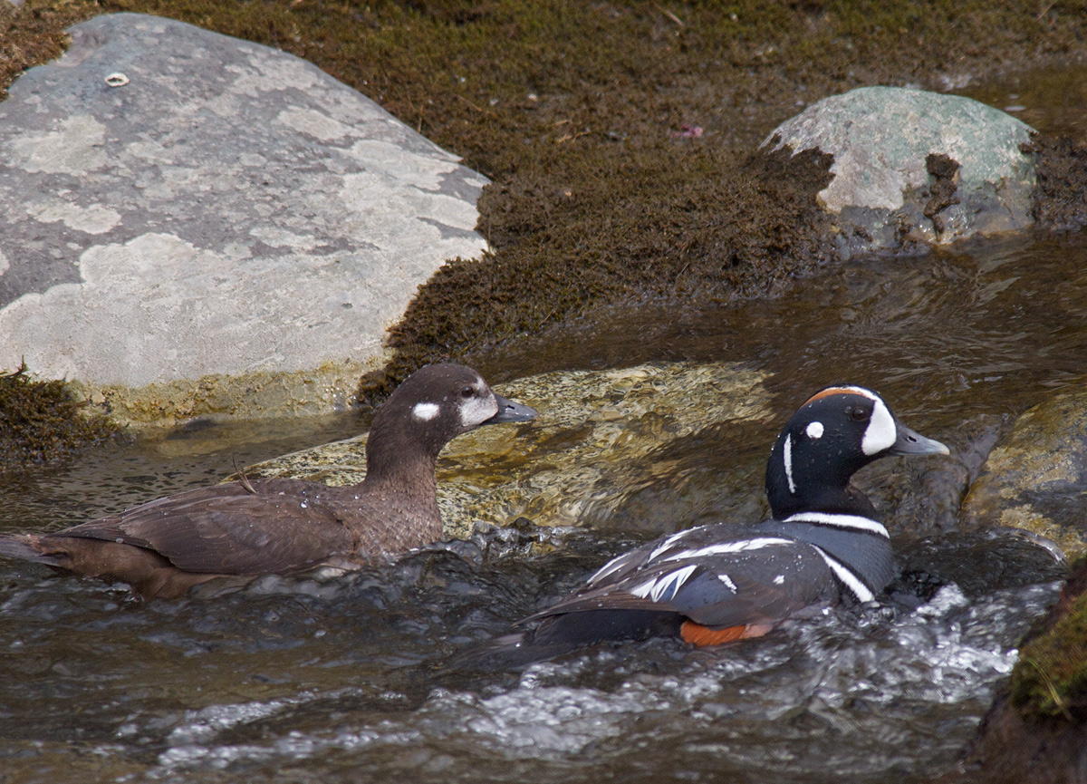 Harlequin Ducks