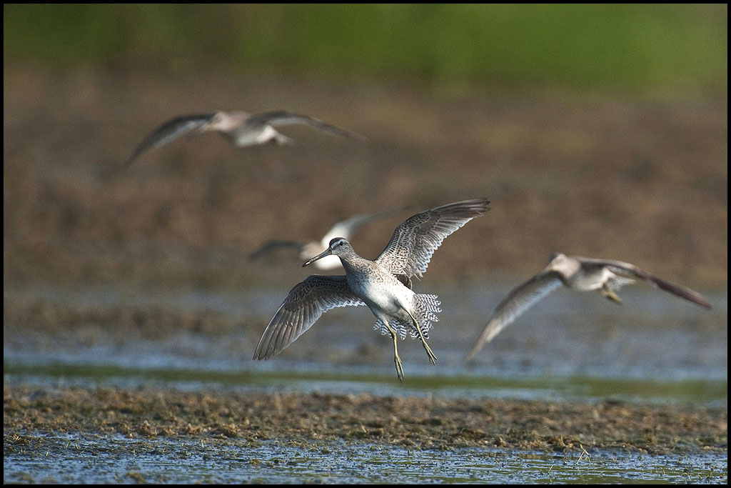 Willet :: Tringa semipal