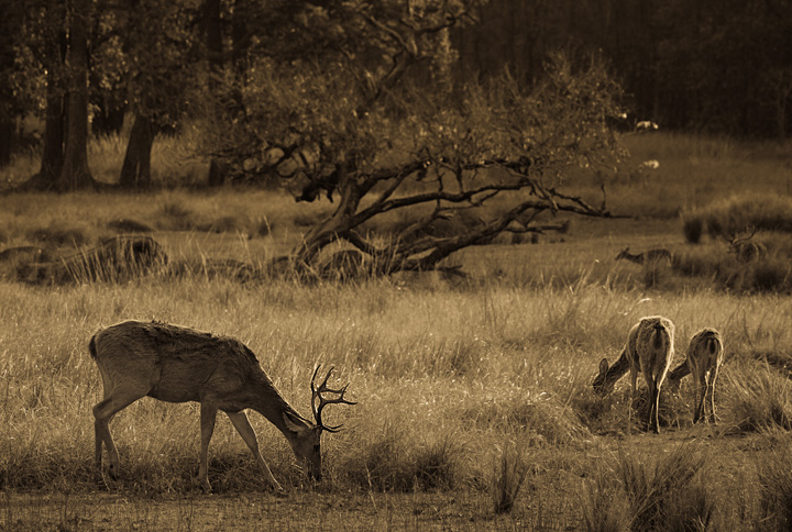 Barasingha
