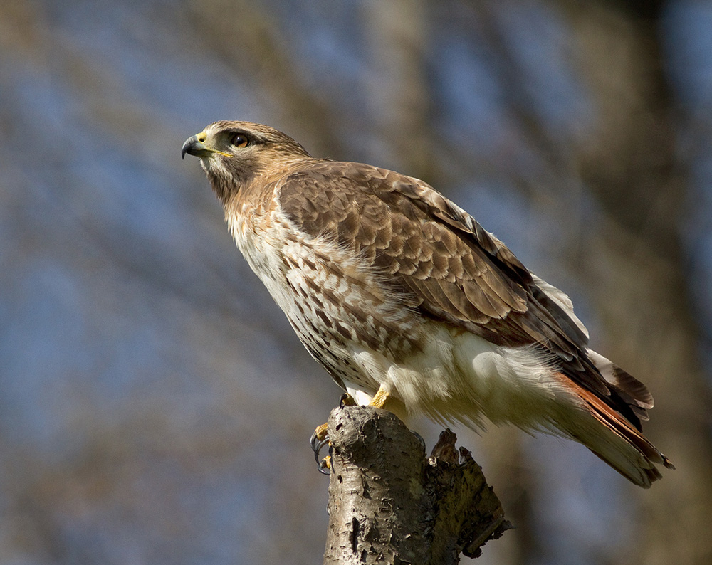 Red Tail at Sunrise
