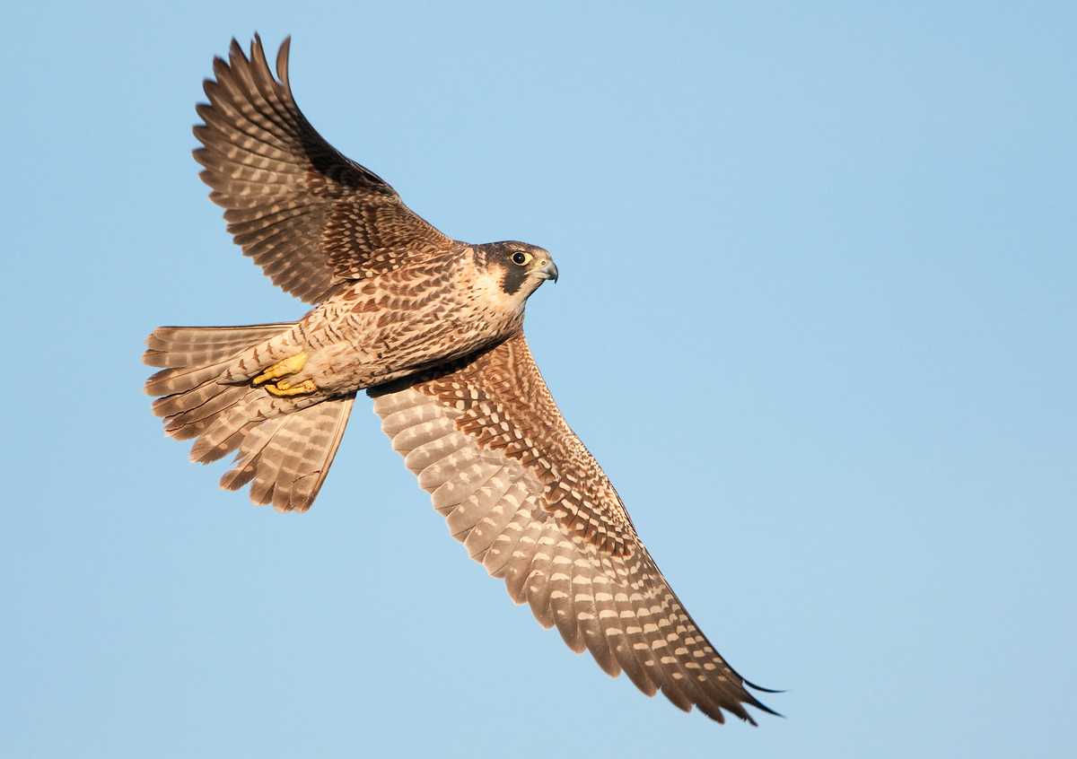 Peregrine Falcon