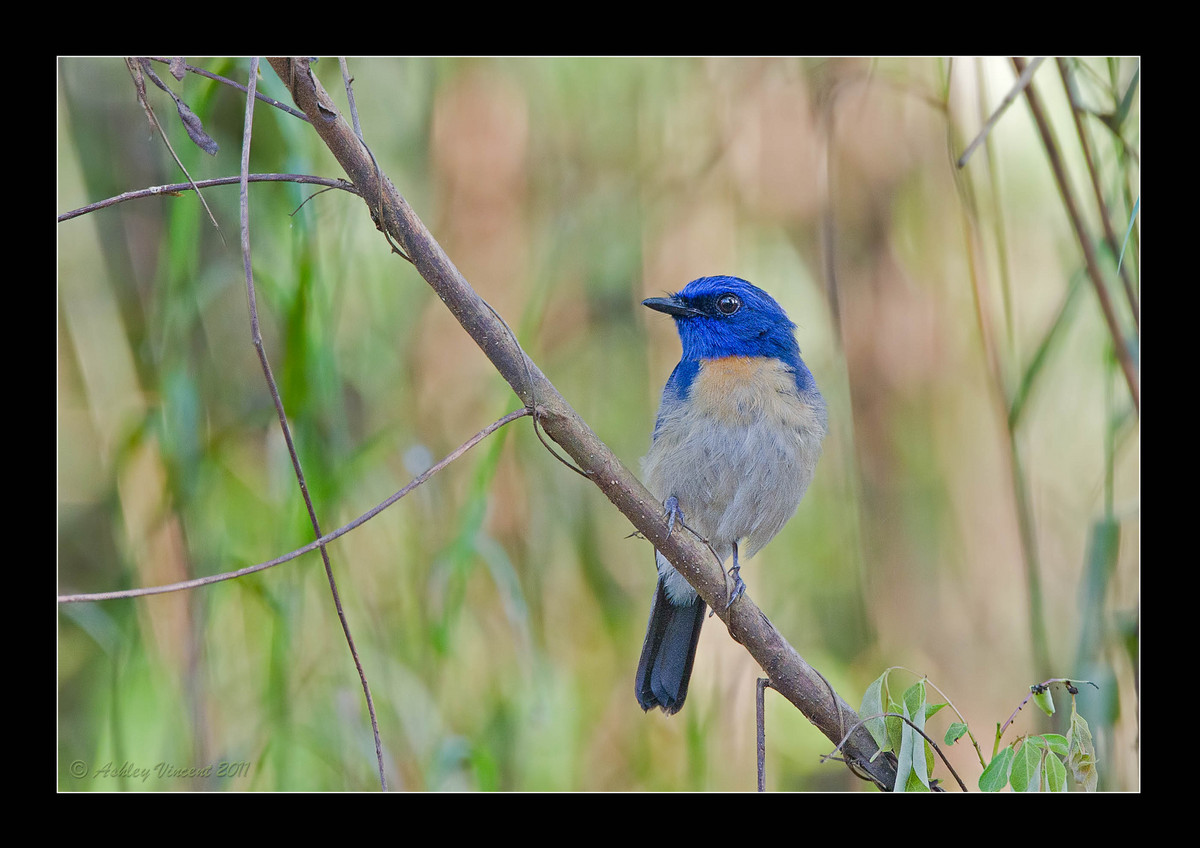 Malaysian Blues