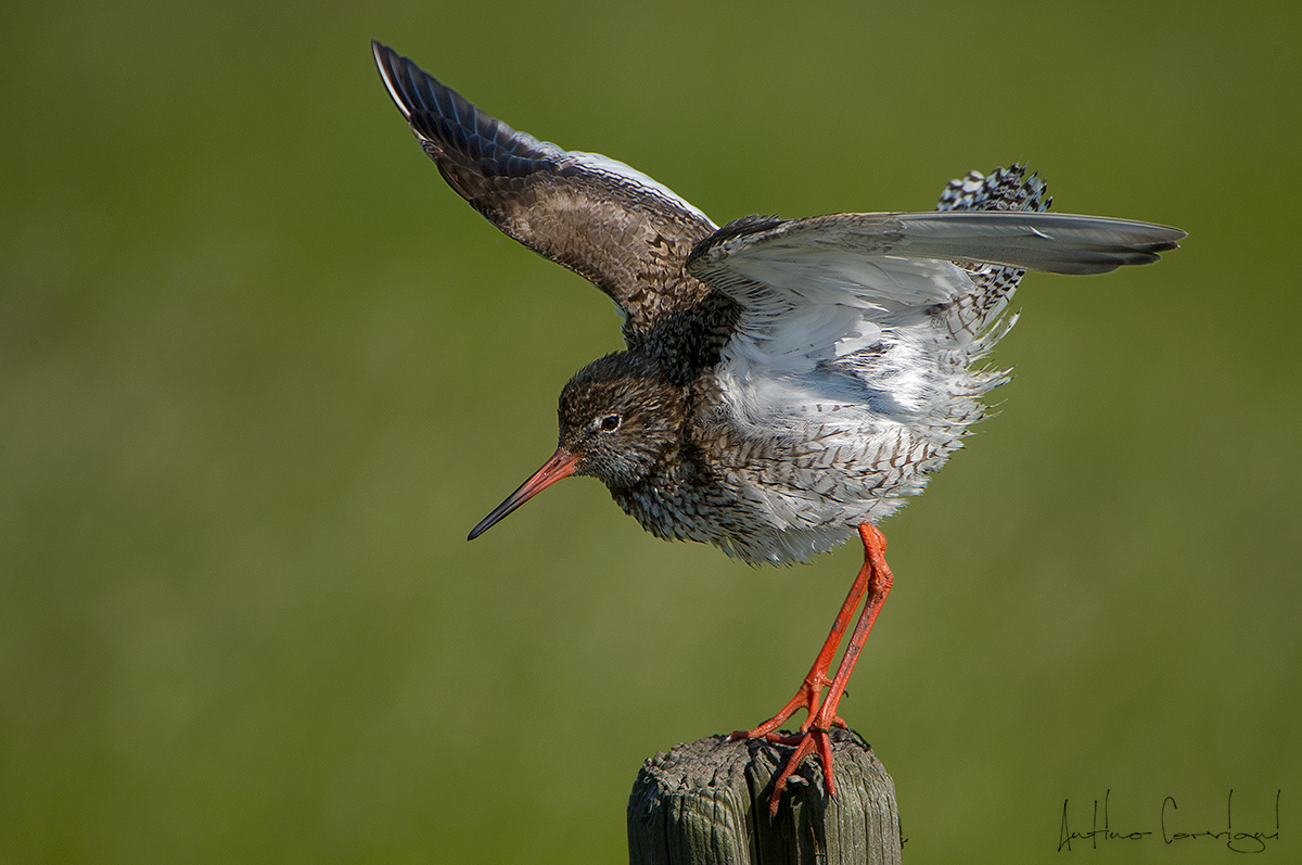 Common Redshank