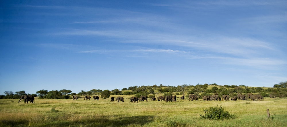 Elephant-Scape