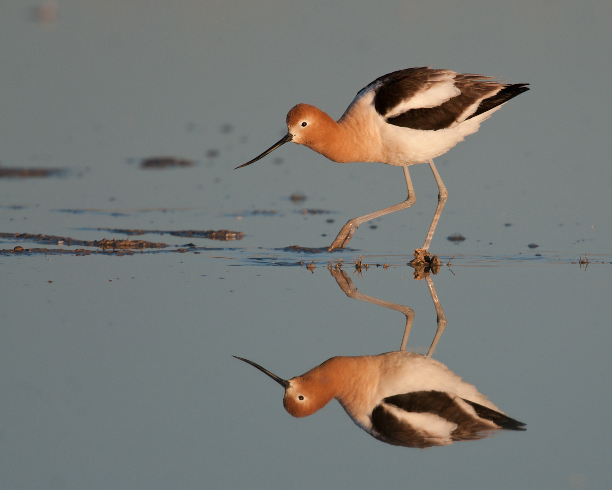 American Avocet