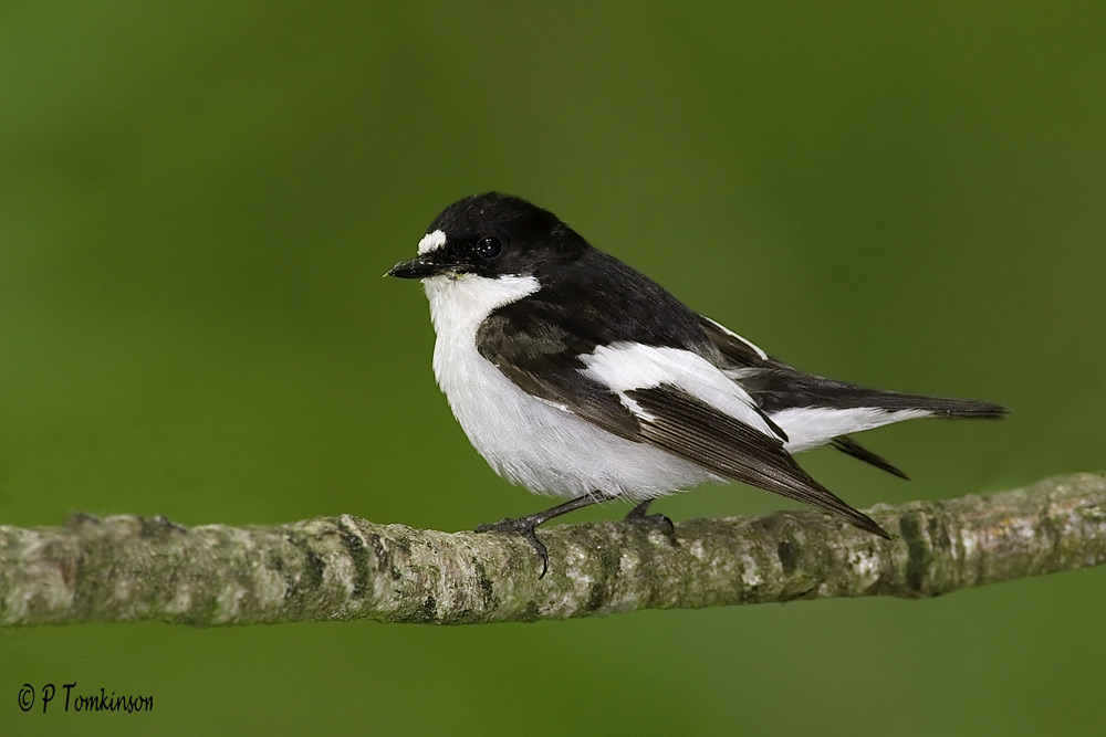 Pied Fly-catcher