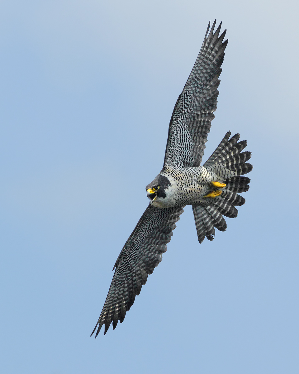 Peregrine