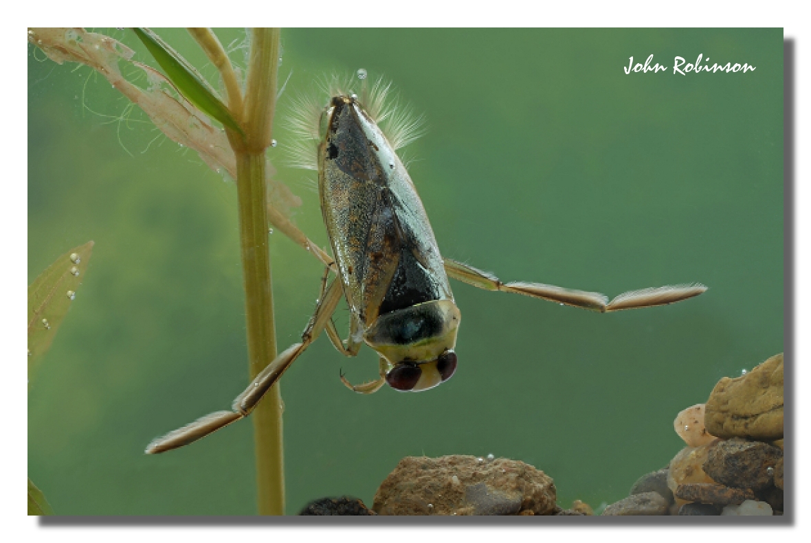 Water Bug