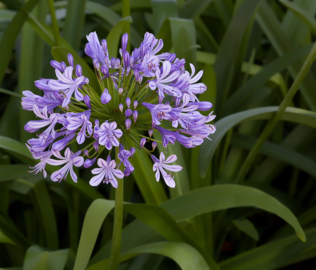 Agapanthus