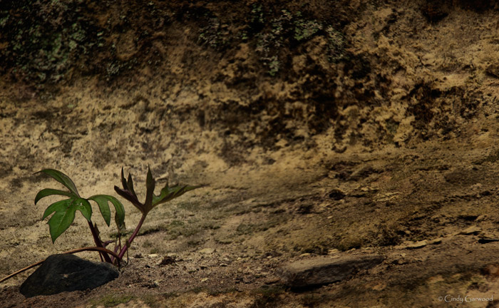 limestone-plant