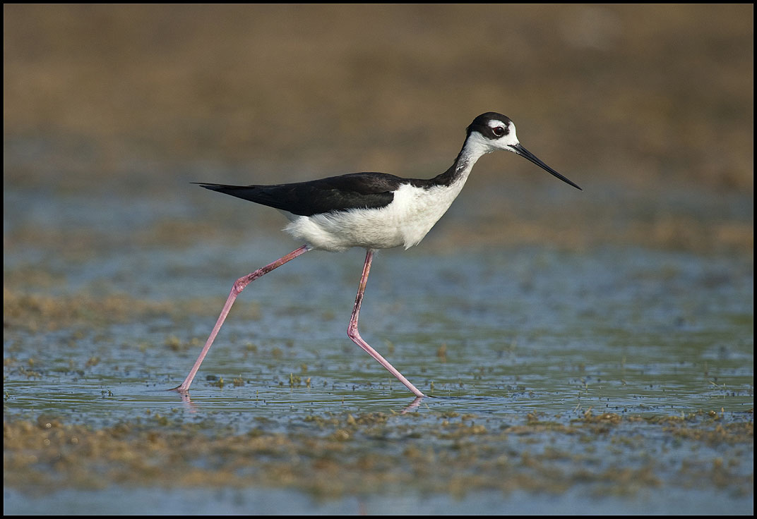 Black-Necked Stilt 