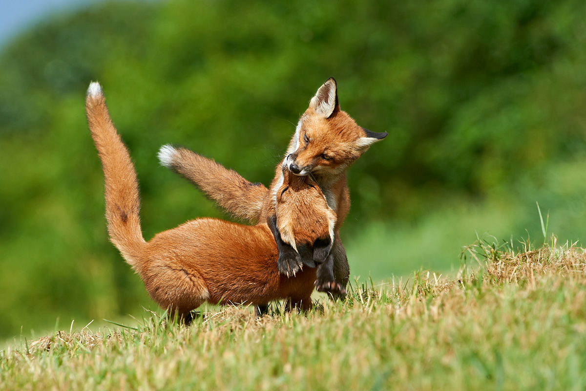 Fox cubs