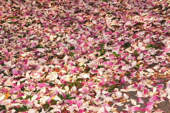 Tulip Tree Lawn