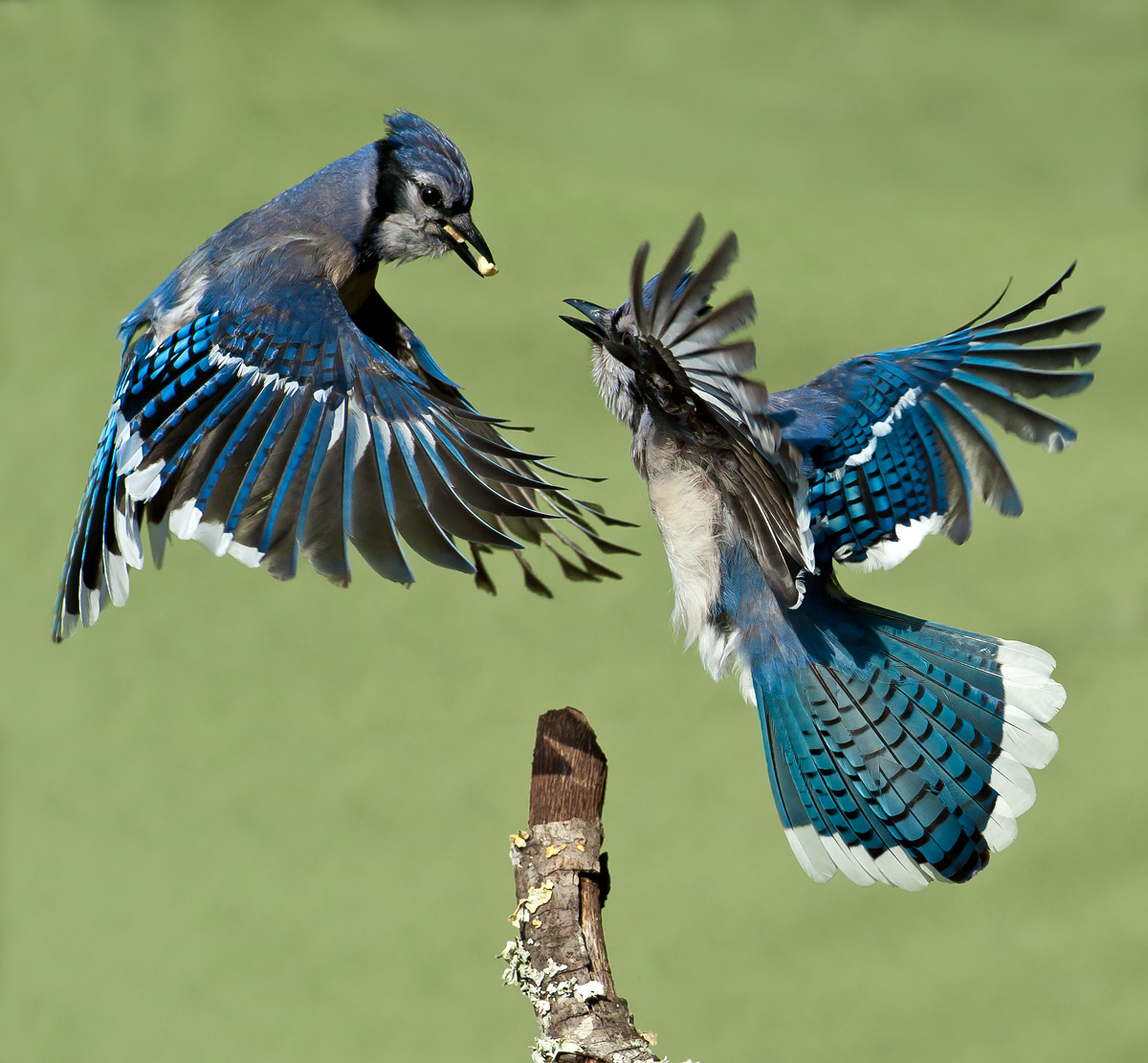 Blue Jay War