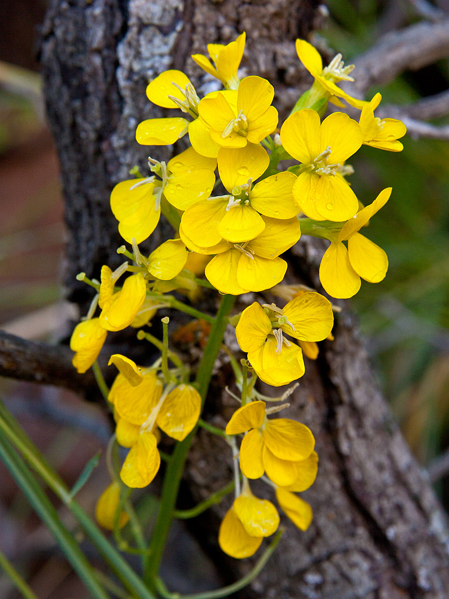 Evening-Primrose