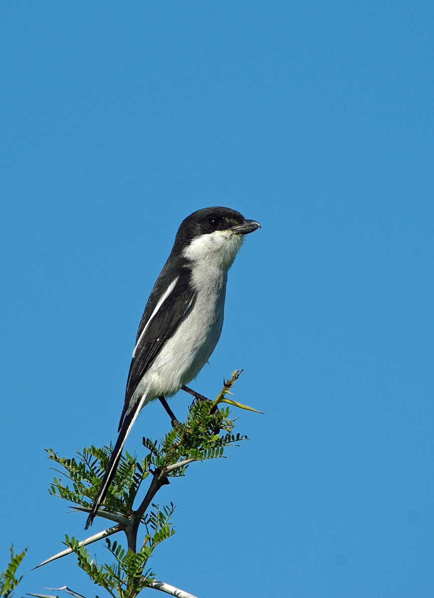 Thorny perch