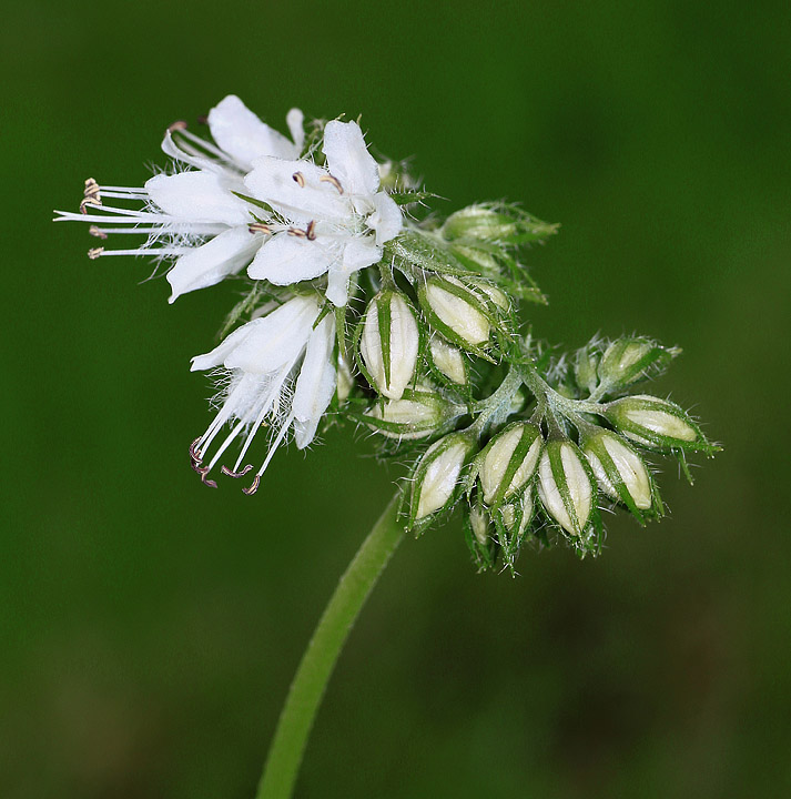 White wildflower