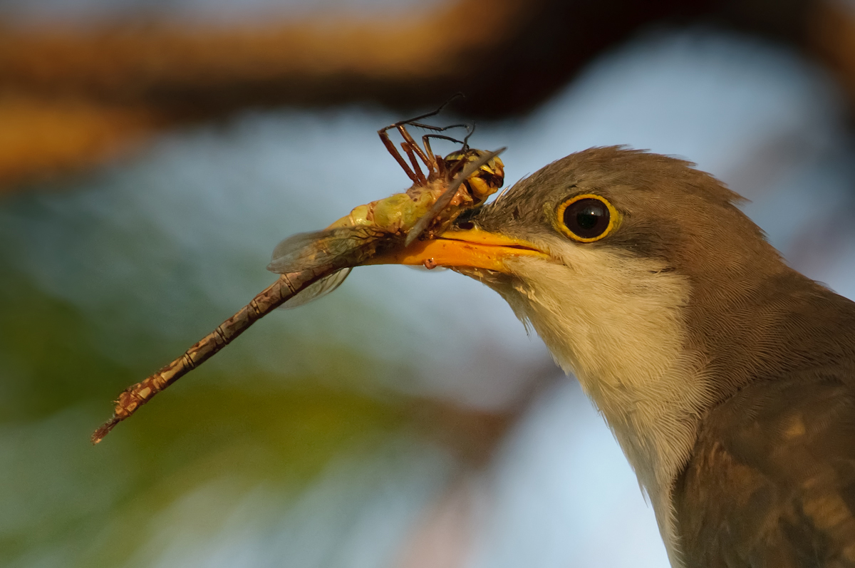 Yellowbilled Cuckoo