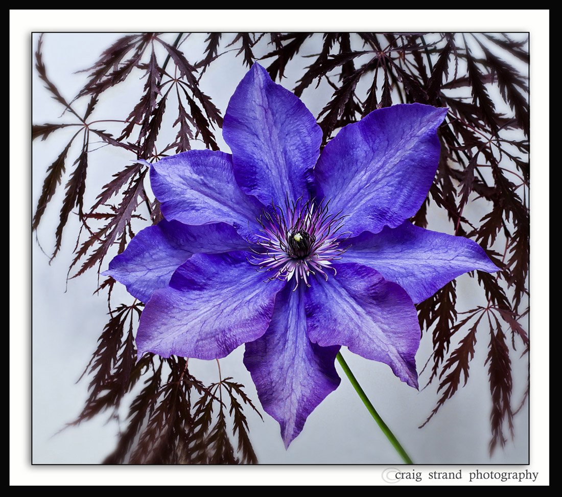 Clematis