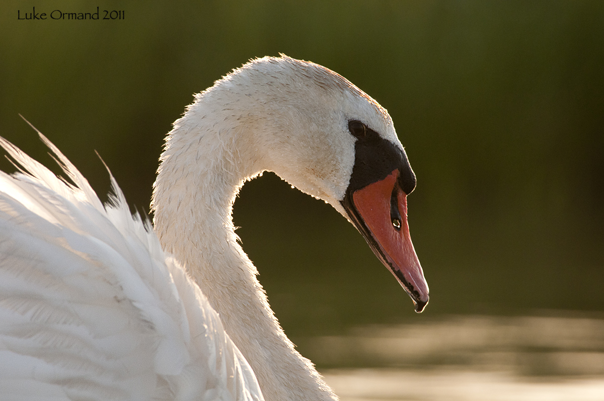 Mute Swan